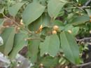 persian poplar